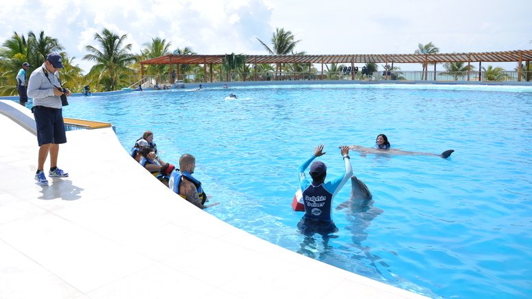 Nada delfines Playa del Carmen