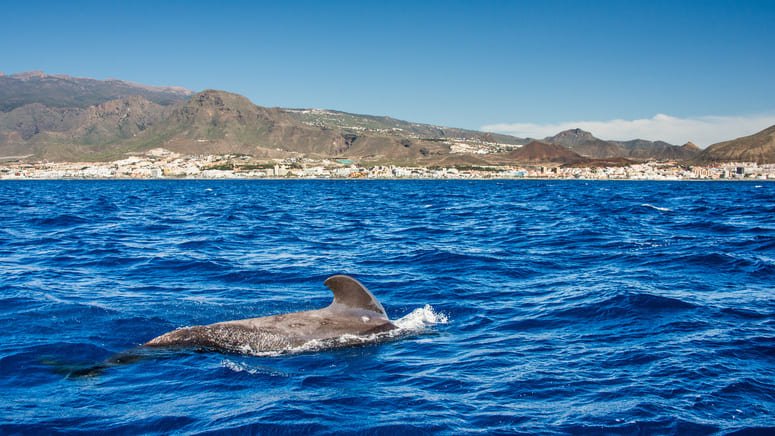 Avistamiento ballenas y delfines Costa Adeje