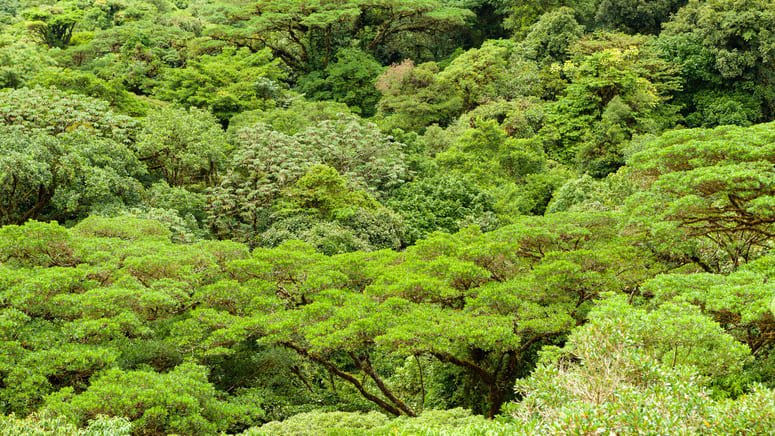 Tirolina rapel Monteverde  
