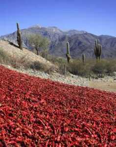 Tour por los valles de Cachi y Calchaquí