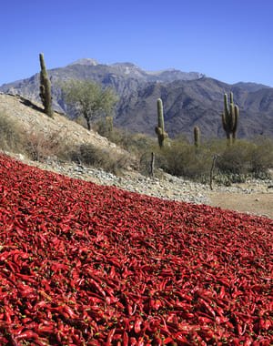 Tour por los valles de Cachi y Calchaquí