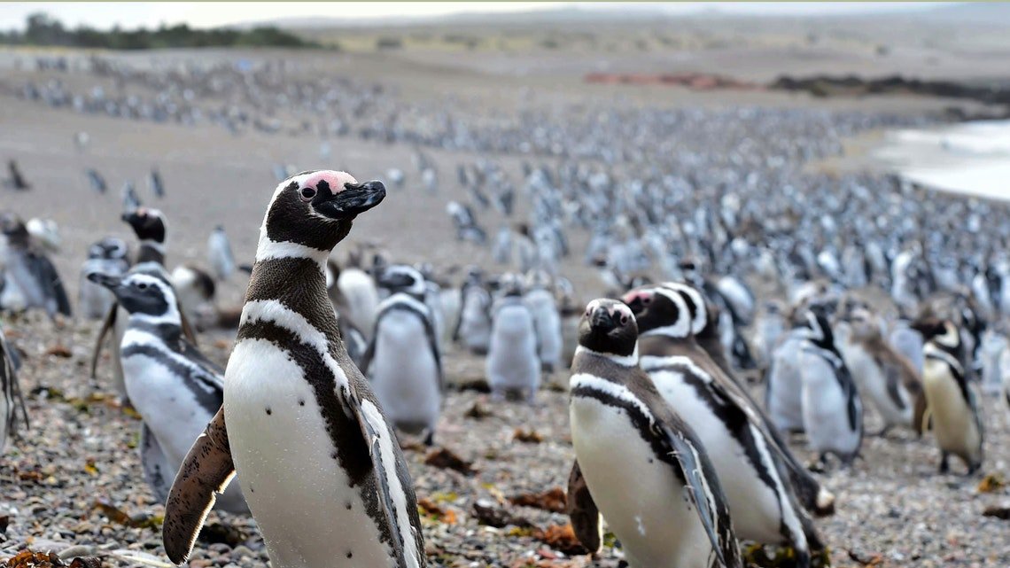 Avistamiento pingüinos Punta Tombo