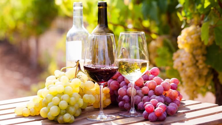 Viticultura cata de vinos El Penedés