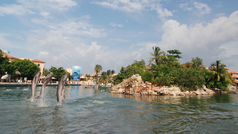 Nada delfines Riviera Maya