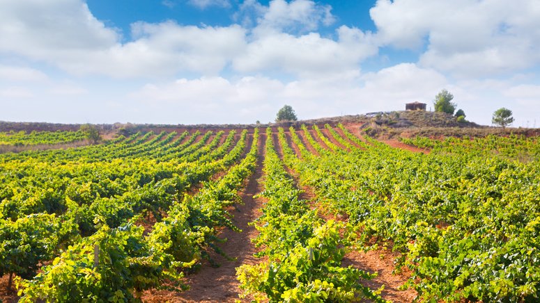 Excursión Requena bodegas vino desde Valencia