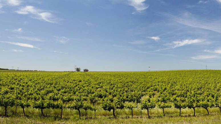 Descubre Vino Verde