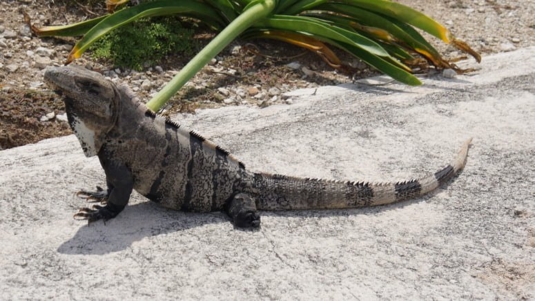 Excursión todo incluido Isla Mujeres Cancún