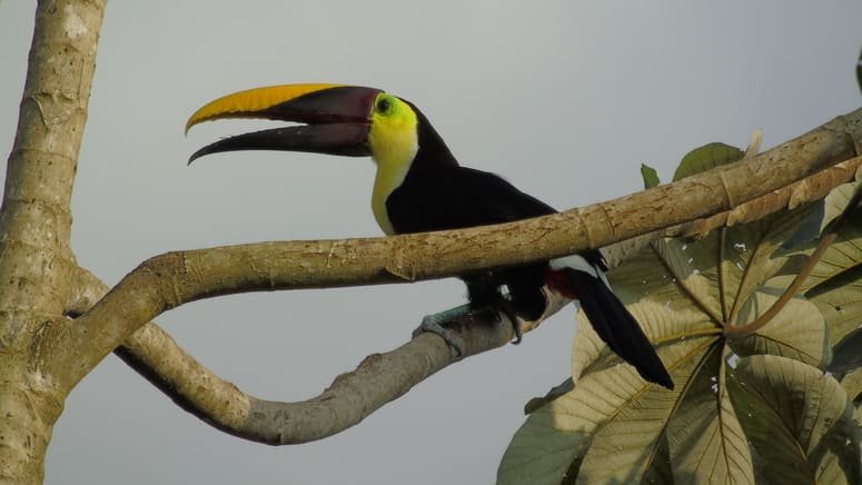 Observación de aves en Bahía Drake