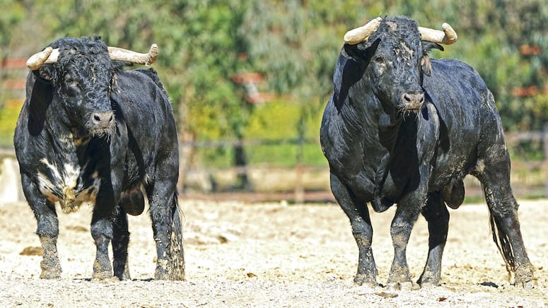 Excursión ganadería toros bravos