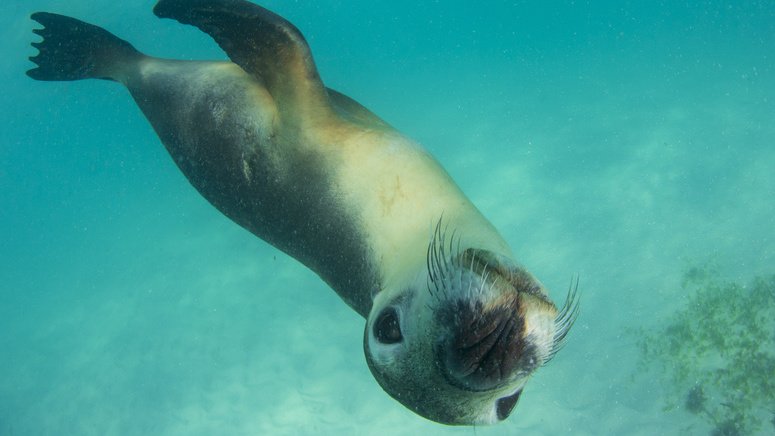 Snorkel lobos marinos La Paz