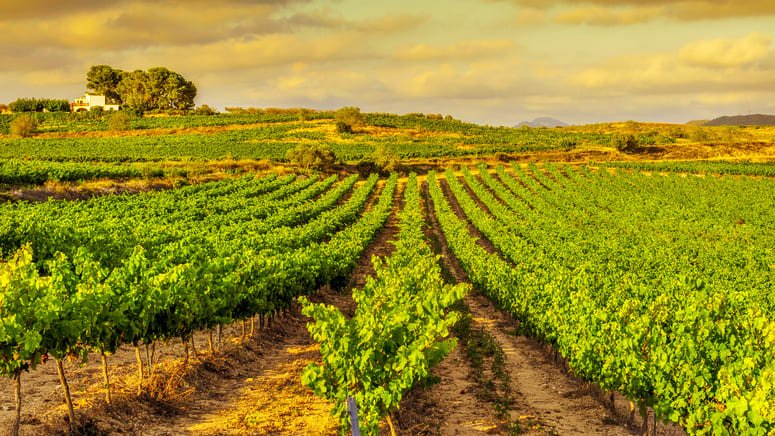 Viticultura cata de vinos El Penedés