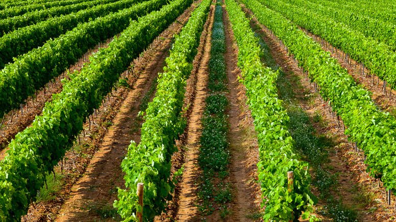 Tour viñedos El Penedès