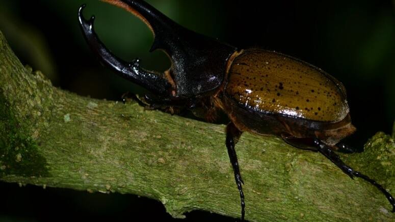 Tour nocturno Monteverde