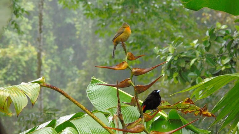 Observación de aves en Bahía Drake