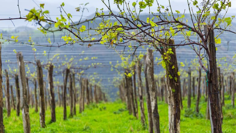 Degustación privada vinos Txacoli almuerzo