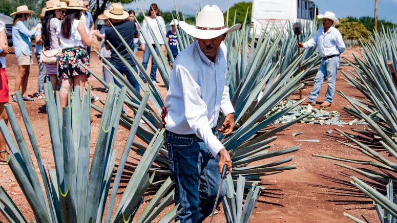 ruta tequila jalisco