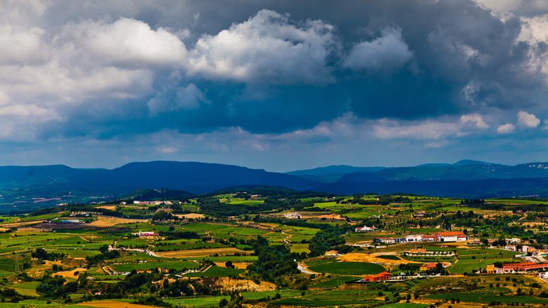 Tour viñedos El Penedès