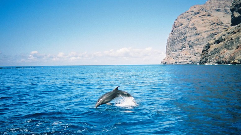 excursion teide avistamiento ballenas delfines