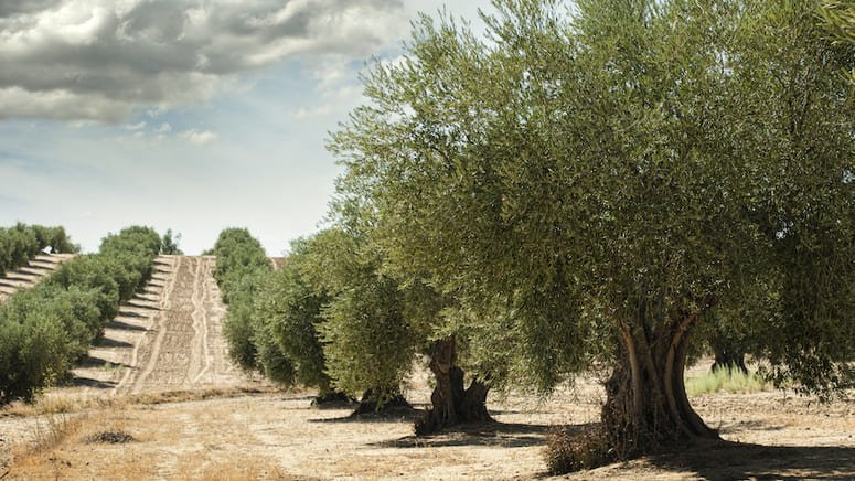 La ruta oro líquido: oleoturismo Sevilla