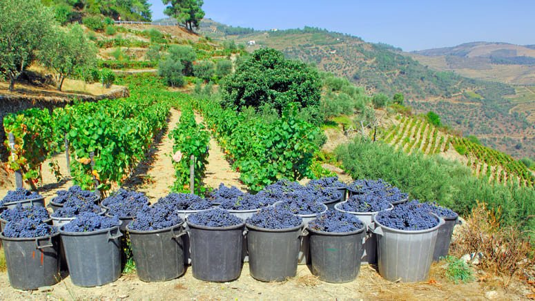 Excursión a la esencia vinícola 