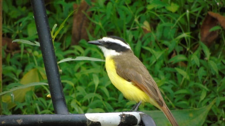 Observación de aves en Bahía Drake