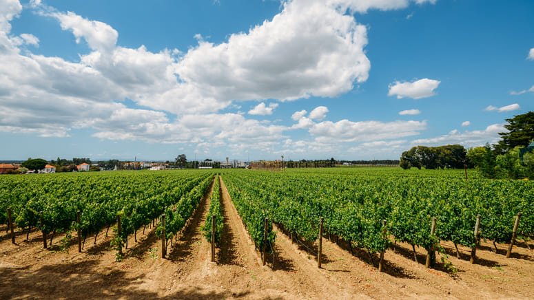 Tour privado de cata de vinos en Setúbal