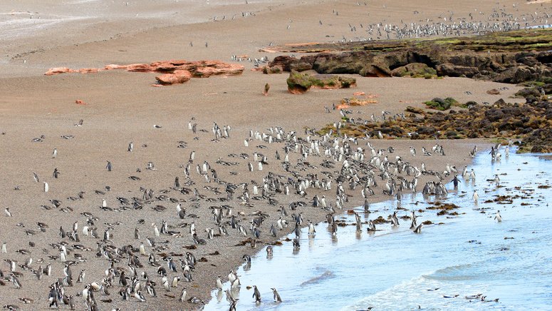 Avistamiento pingüinos Punta Tombo