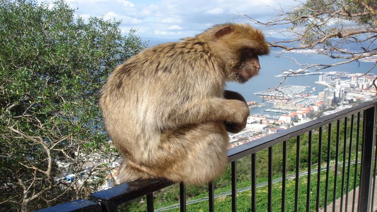 Visita guiada Gibraltar desde Málaga