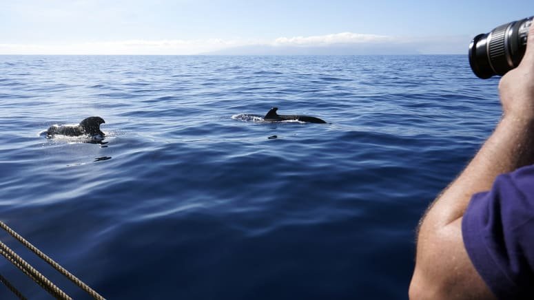 Avistamiento ballenas y delfines Costa Adeje