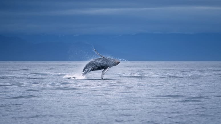 Avistamiento de ballenas, delfines y tortugas
