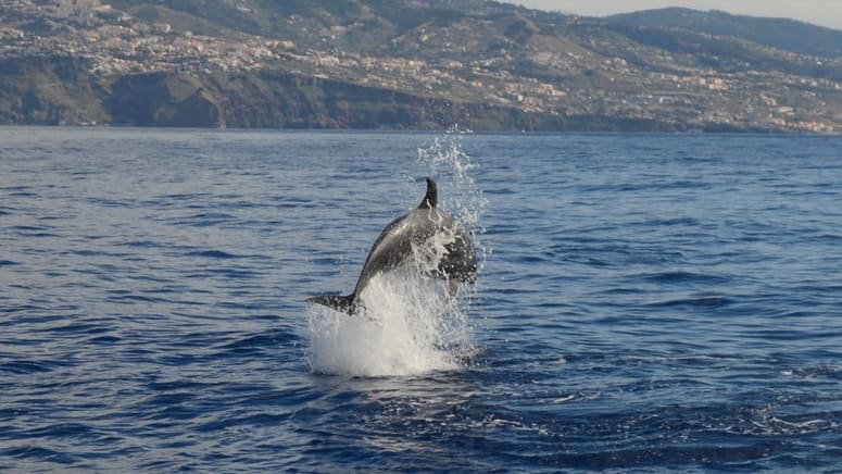Avistamiento delfines Setúbal