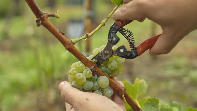 Degustación privada vinos Txacoli almuerzo
