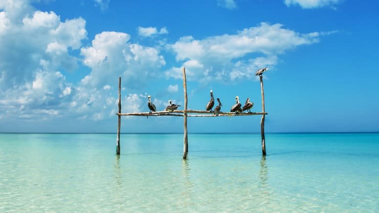 Excursión Chichén Itzá y Holbox 