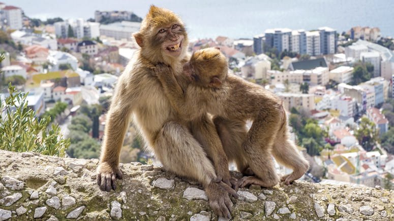 tour reserva natural gibraltar