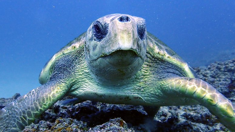 bautismo-buceo-lanzarote