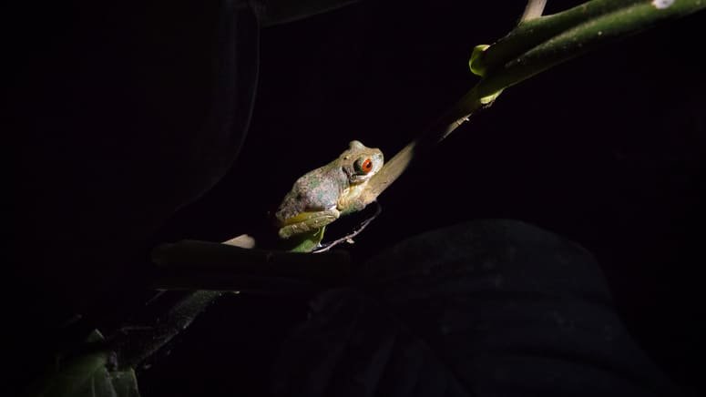 Tour nocturno Monteverde
