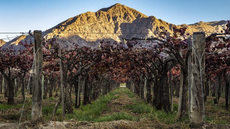 Disfruta de los Valles de Cafayate Calchaqui y cata de vinos