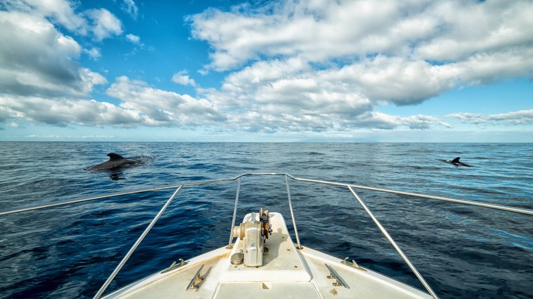 excursion teide avistamiento ballenas delfines