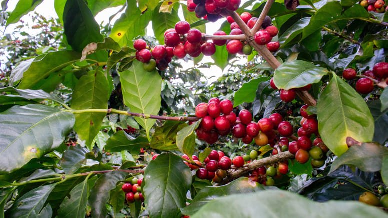 Excursión café cacao caña azúcar Monteverde