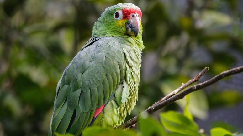 Tour especial observación aves Bosque Nuboso