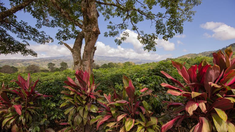 Un día de Tirolina y tour de café, cacao y caña de azúcar