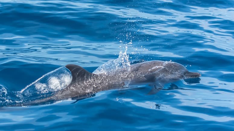 Avistamiento de ballenas, delfines y tortugas