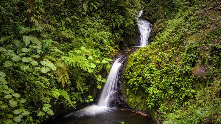 Ruta bosque nuboso Monteverde