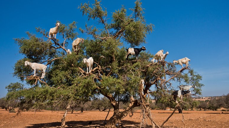 Excursión a Essaouira desde Marrakech 