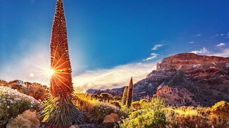 Excursión Parque Nacional Teide