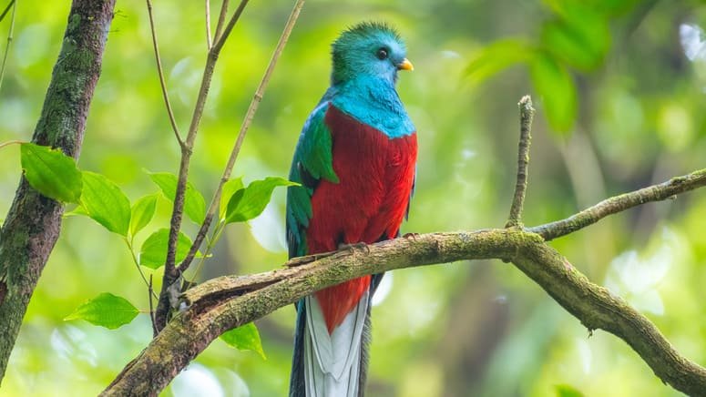 Tour especial observación aves Bosque Nuboso