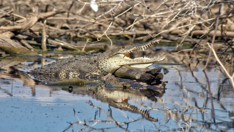 Avistamiento de cocodrilos y tortugas