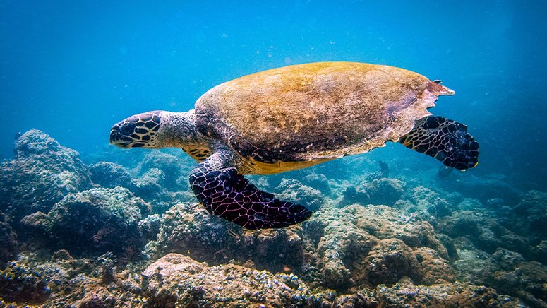 snorkel-avistamiento-tortugas-tenerife