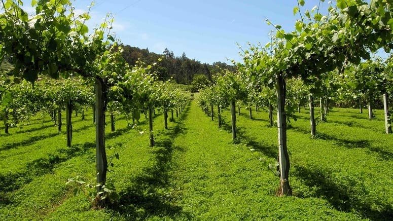 cata vinos seleccion bodega poças