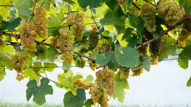 Degustación privada vinos Txacoli almuerzo